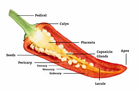 Why Are Chili Peppers Spicy and What's Capsaicin?